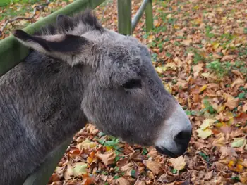 Mullem (Belgium)